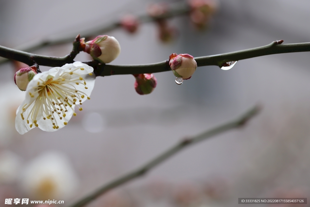 梅花