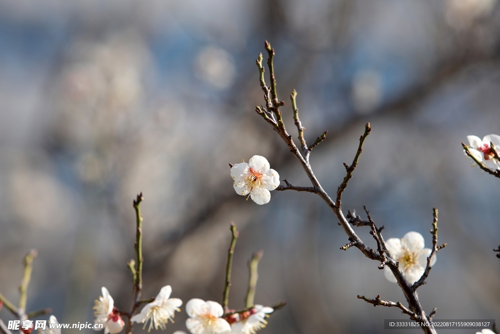 梅花
