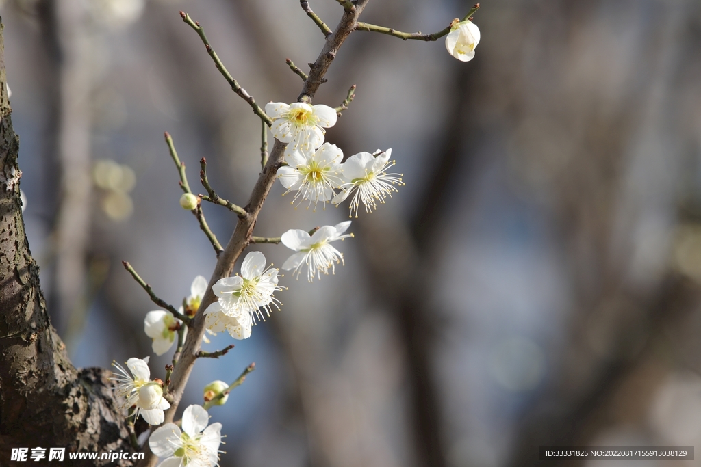 梅花
