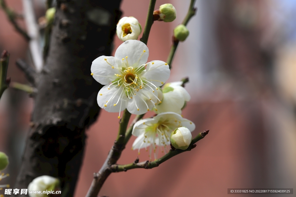 梅花