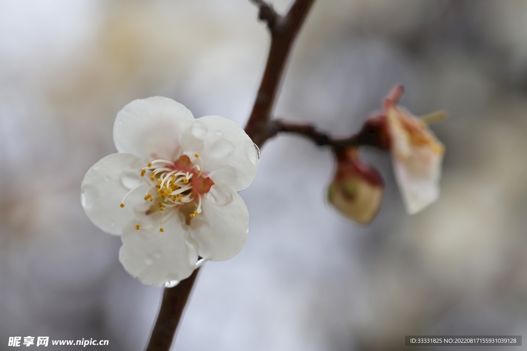 梅花