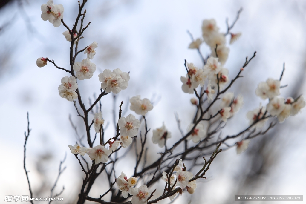 梅花