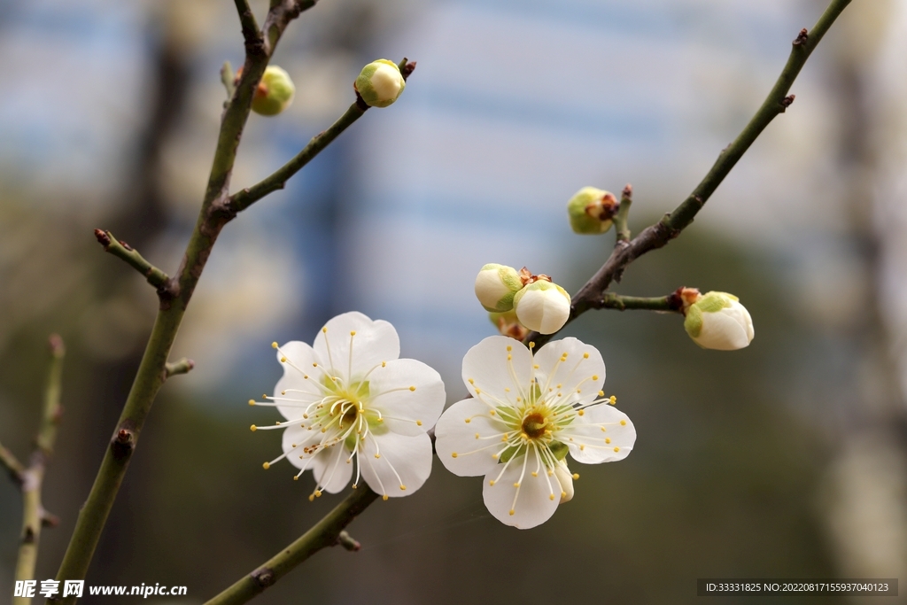 梅花