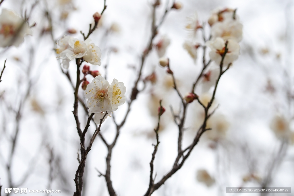 梅花