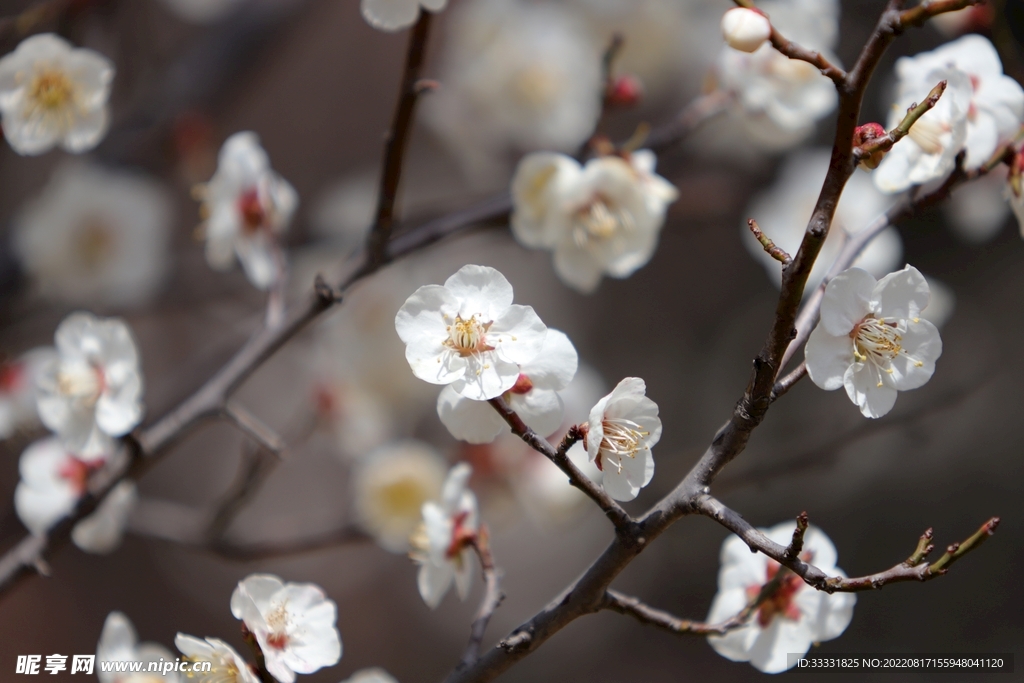 梅花