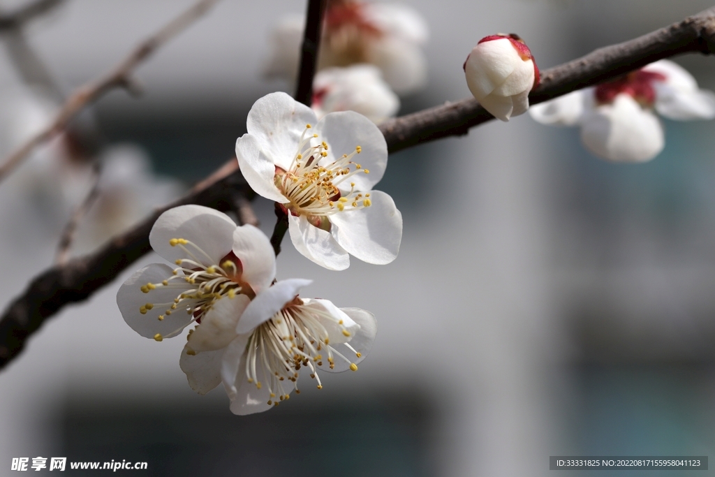 梅花