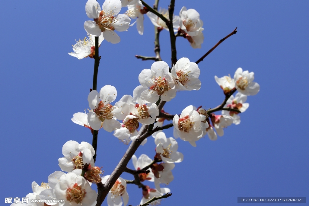 梅花