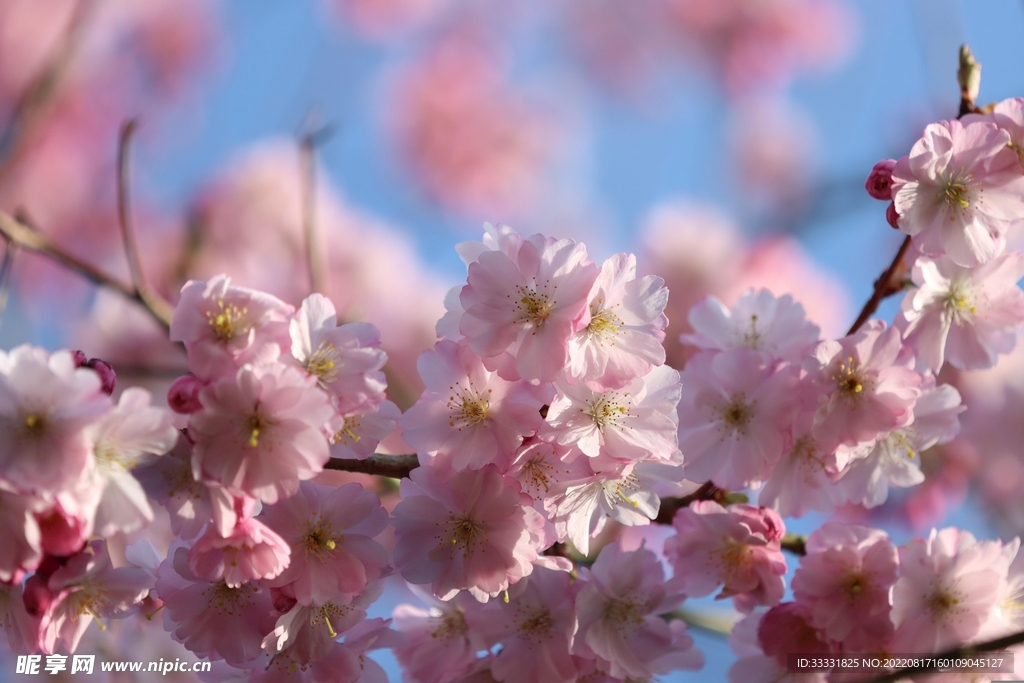 梅花