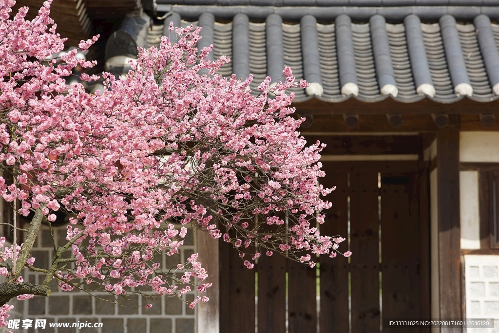 梅花