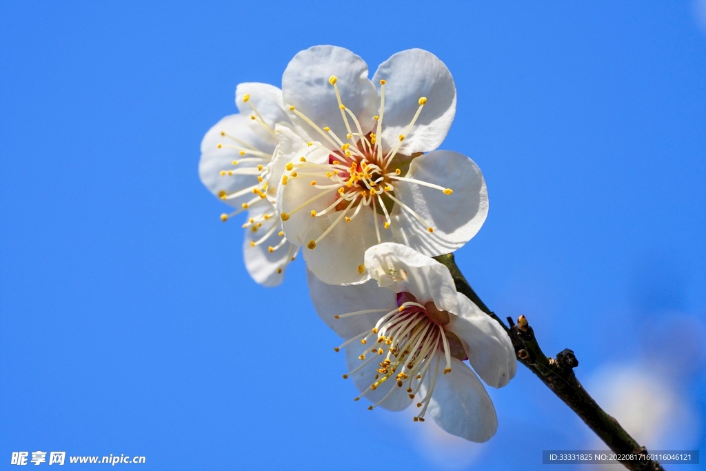 梅花