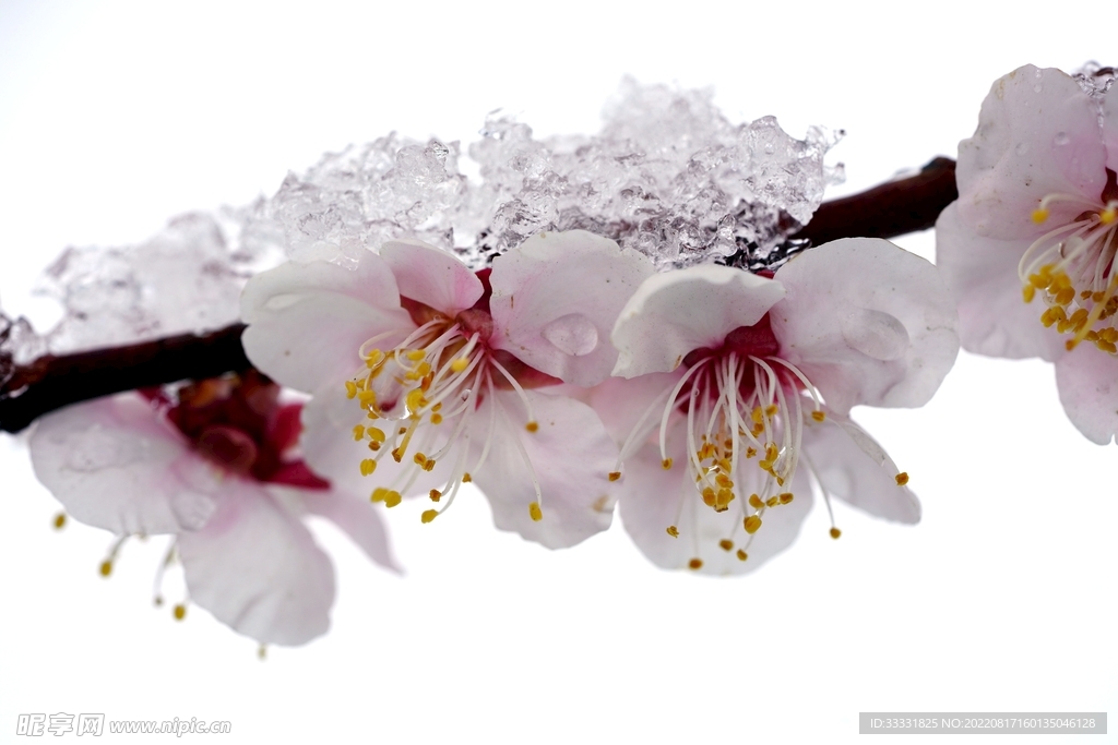 梅花