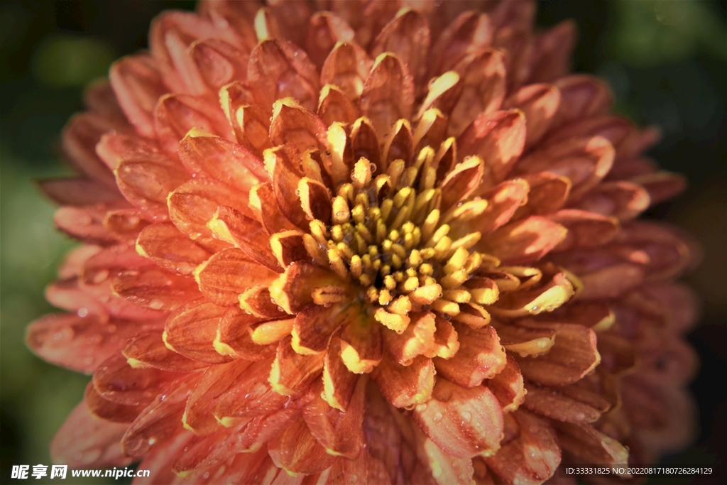菊花