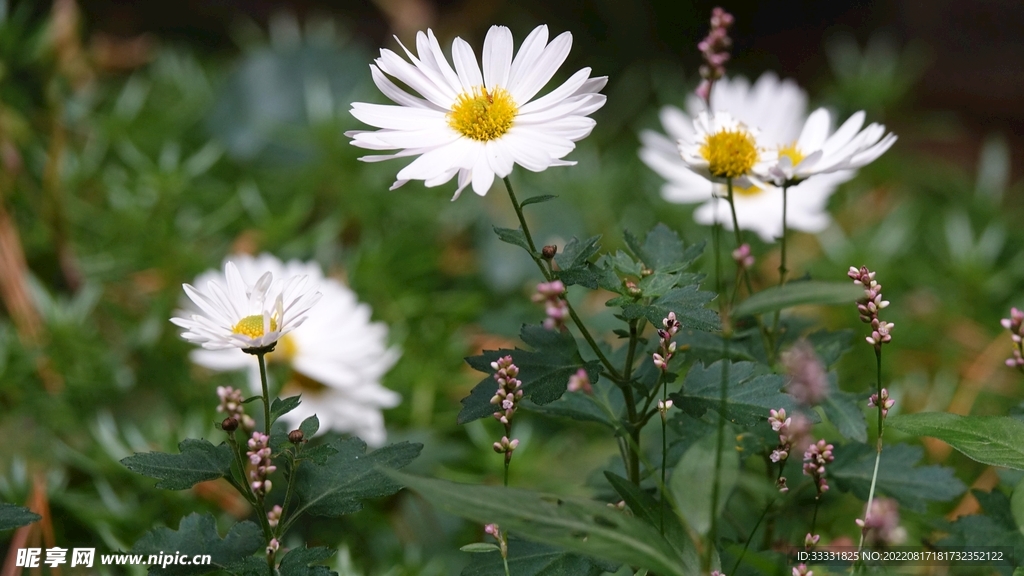 菊花