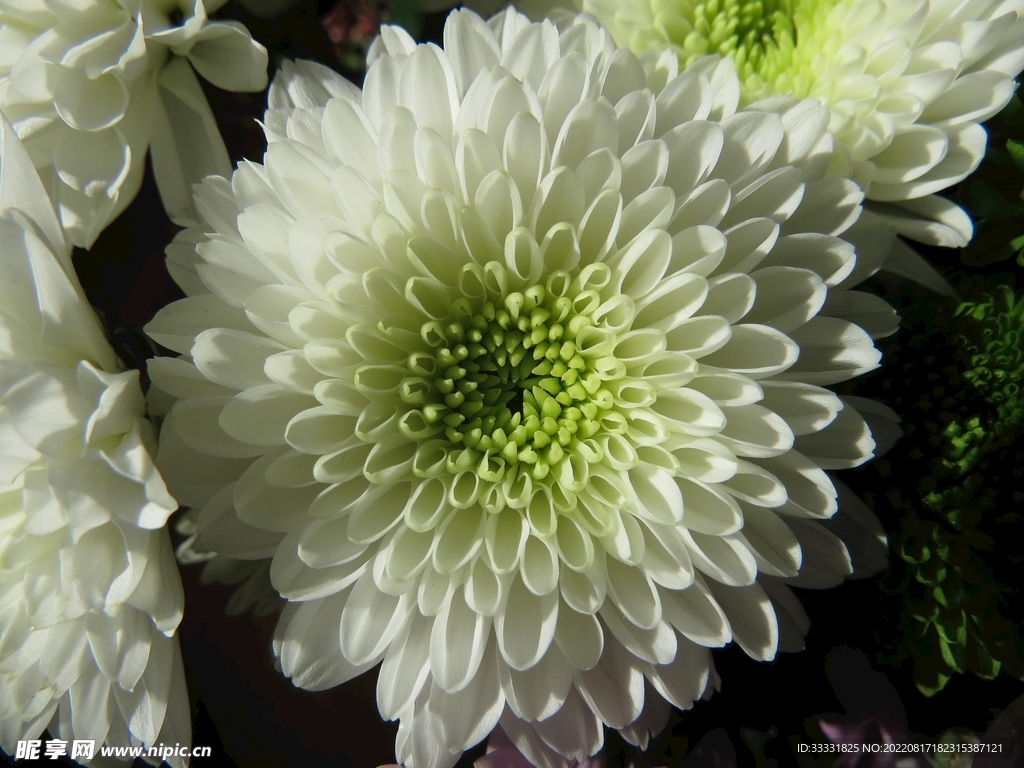 菊花