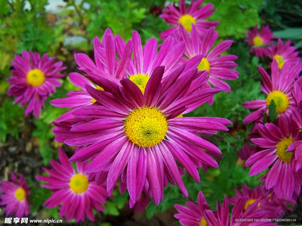 菊花