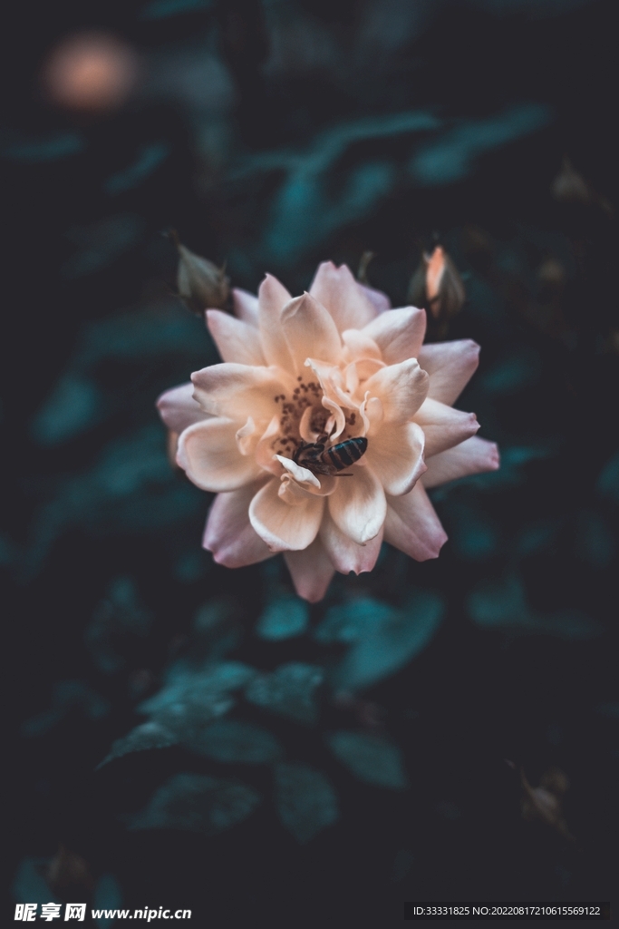 玫瑰摄影图__花草_生物世界_摄影图库_昵图网