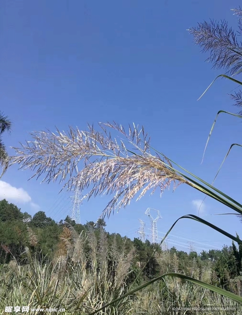 芦苇