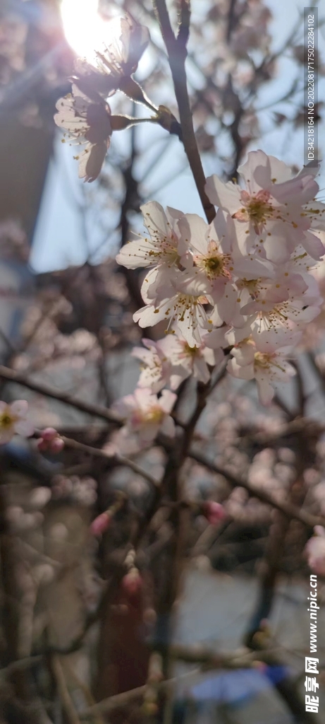 桃花 