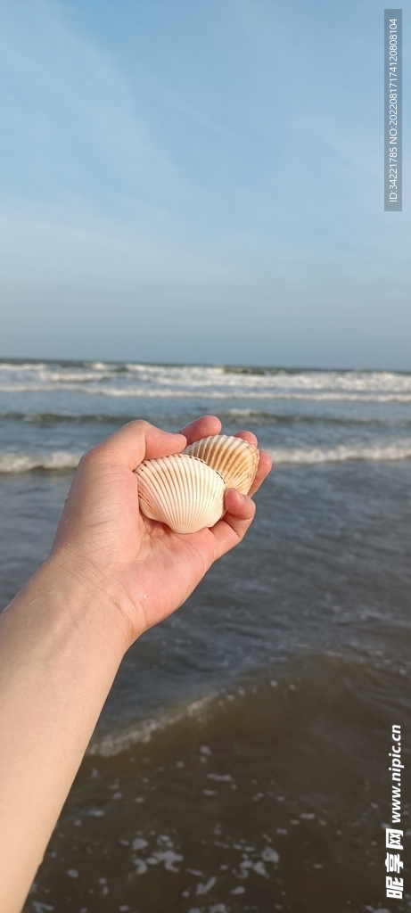 海边捡到的贝壳