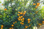 一大片橘子林