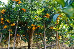 低拍位橘子果园景观