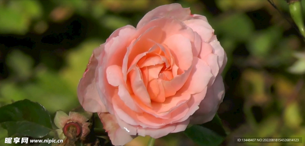 高清视频草原玫瑰月季设计素材