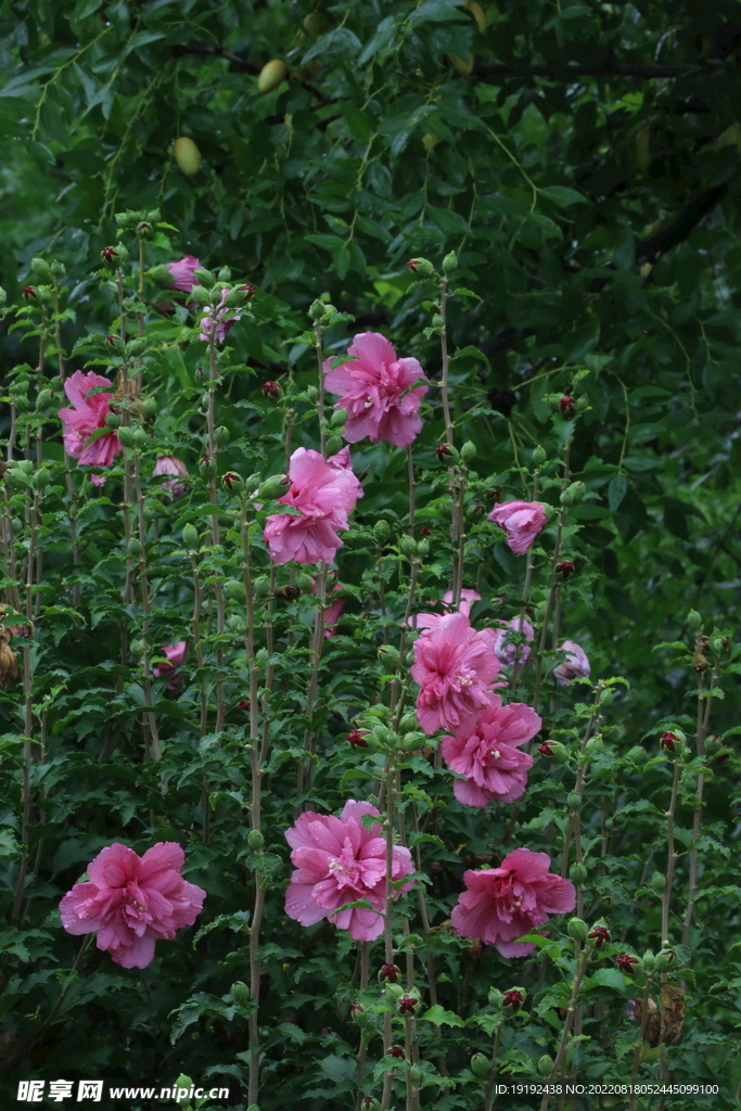 木槿花 