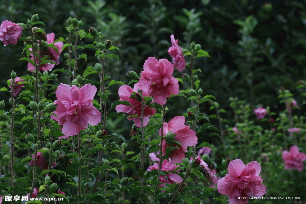 木槿花 