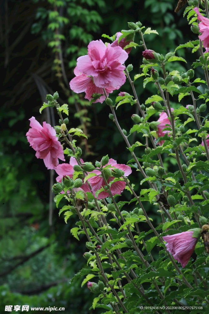 木槿花 