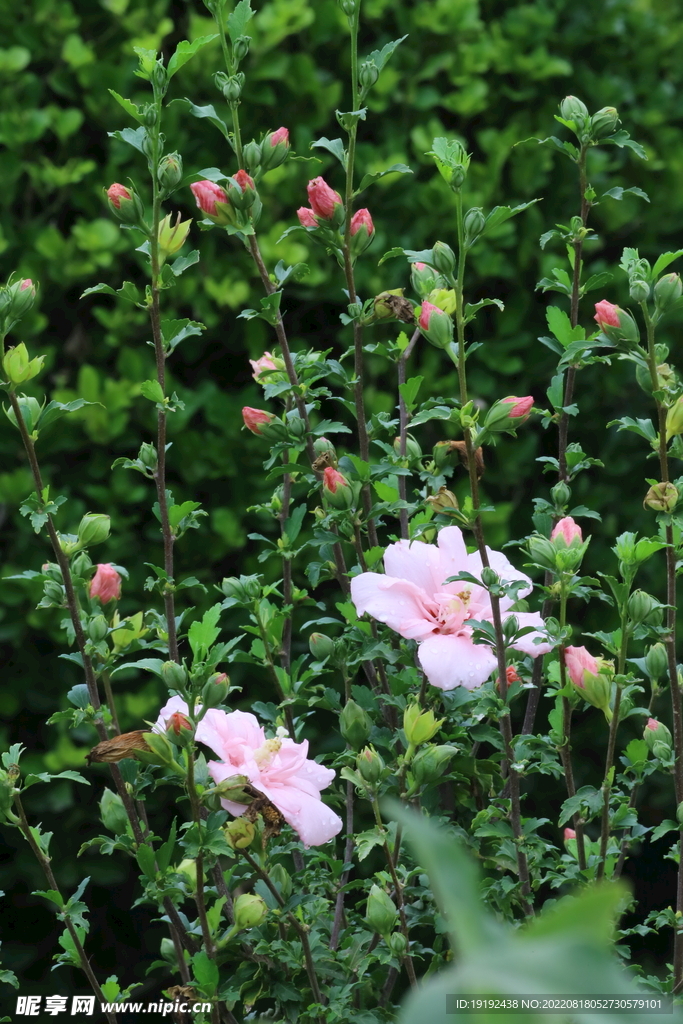 木槿花 