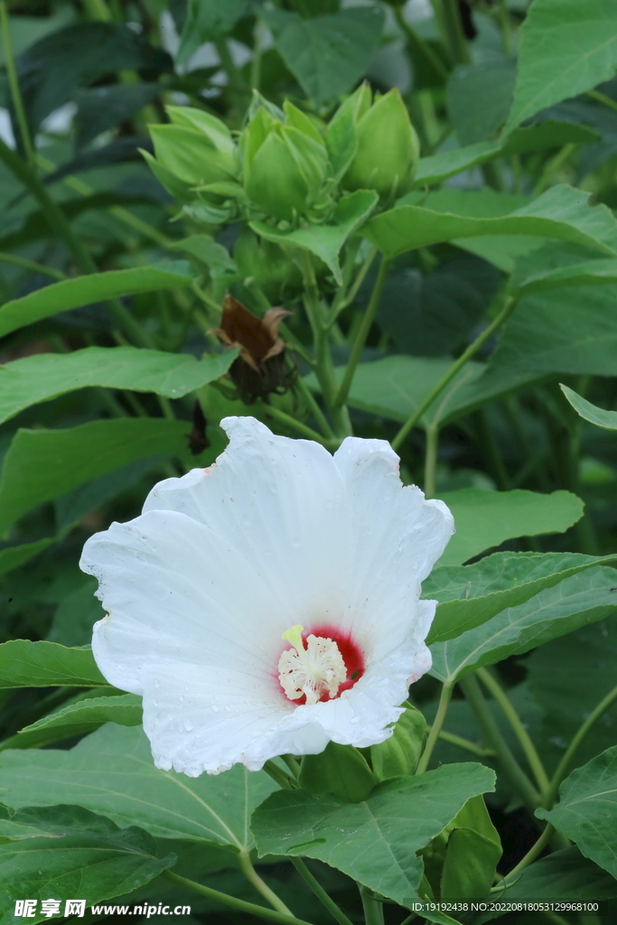 芙蓉葵 