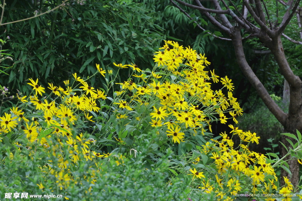 黑心金光菊 