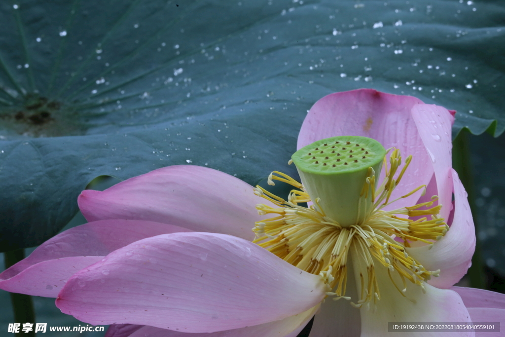 荷花 