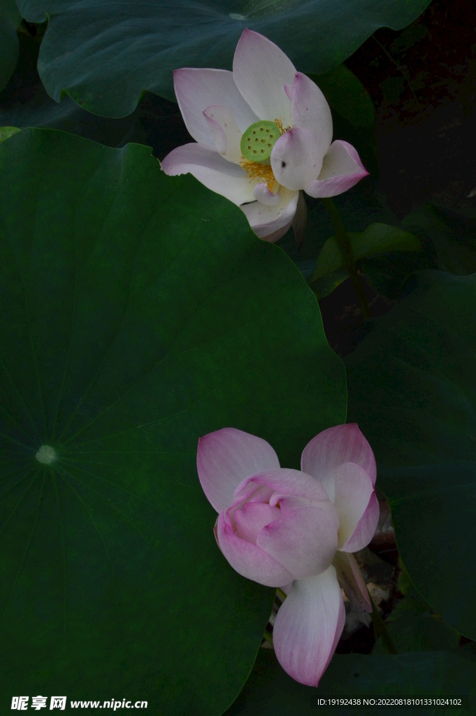 荷花 