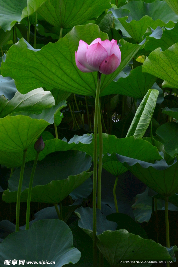 荷花