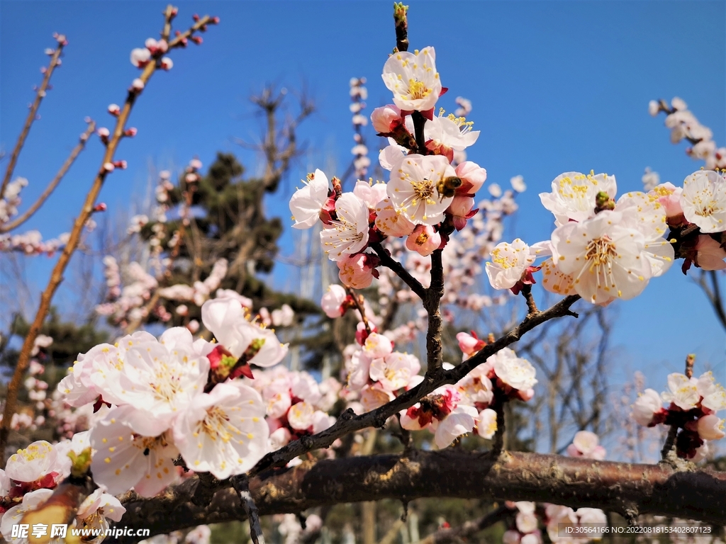 户外桃花花朵花枝