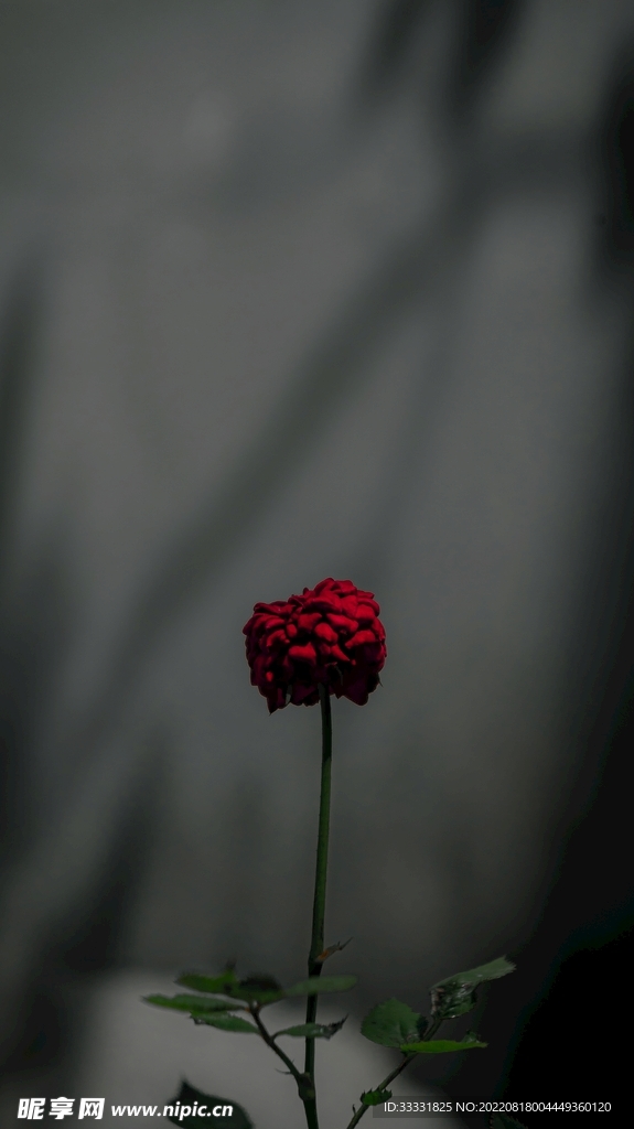 玫瑰