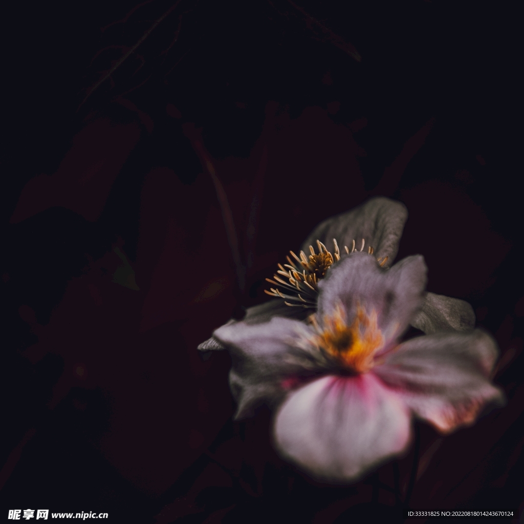 玫瑰摄影图__花草_生物世界_摄影图库_昵图网