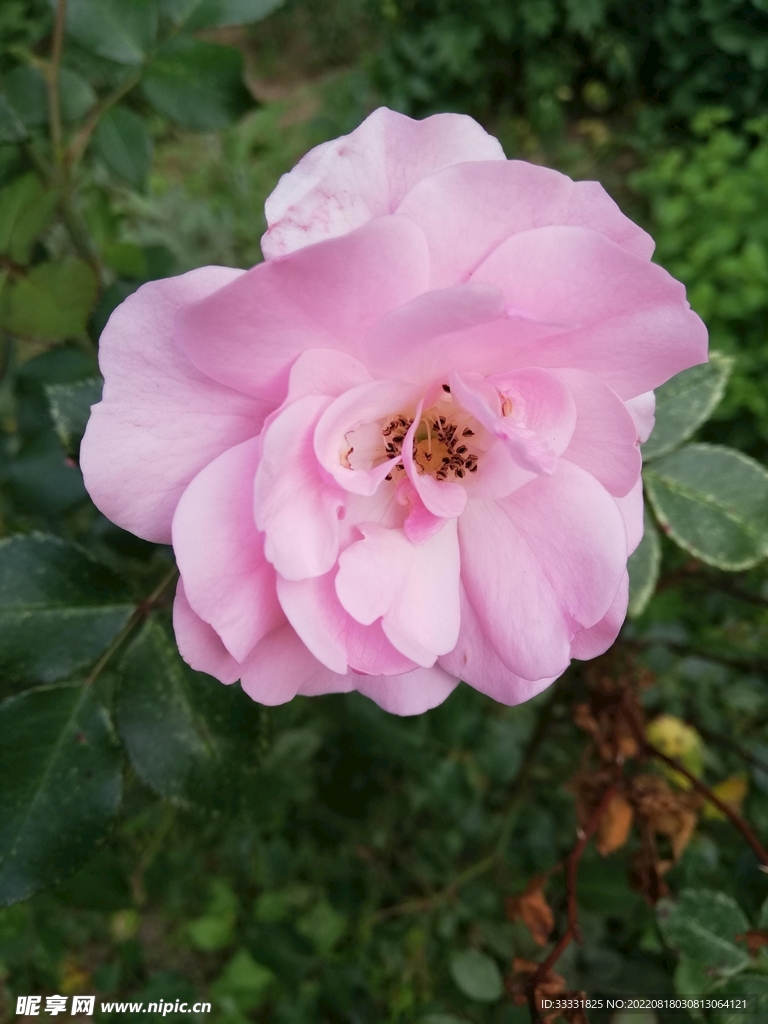 玫瑰