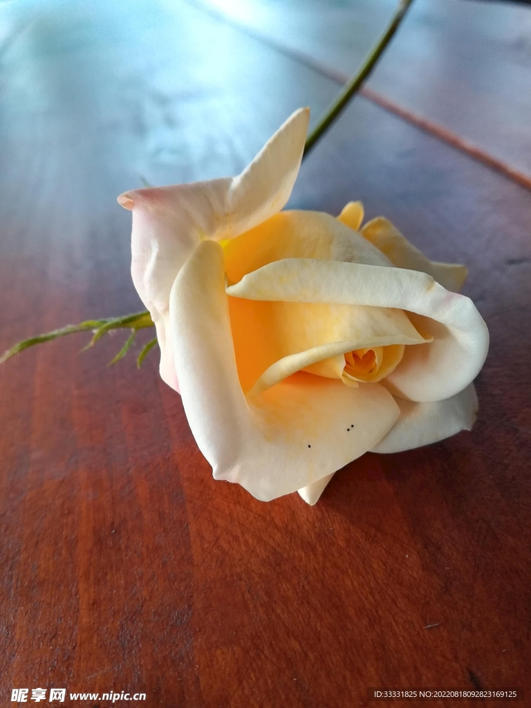 玫瑰