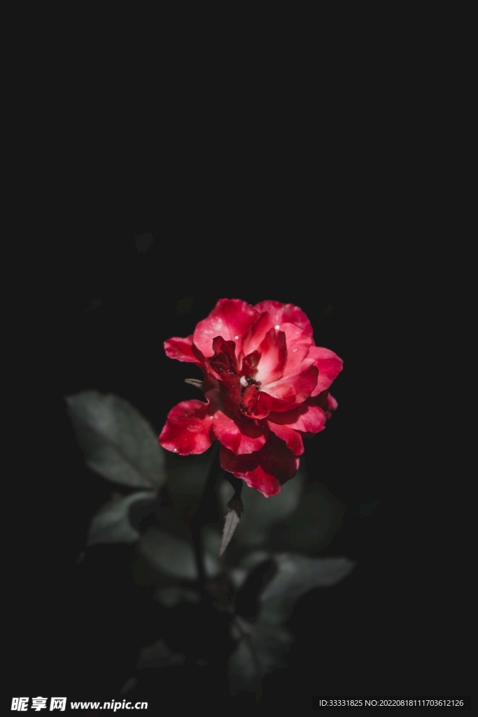 玫瑰