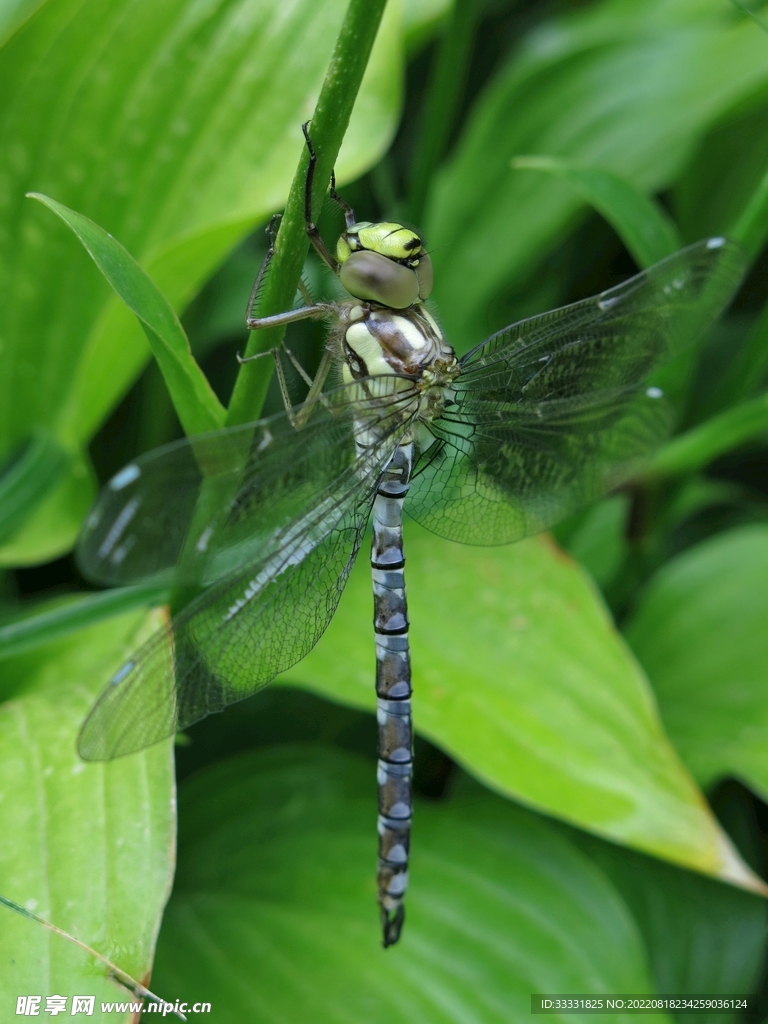 蜻蜓