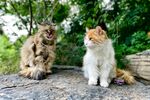 猫