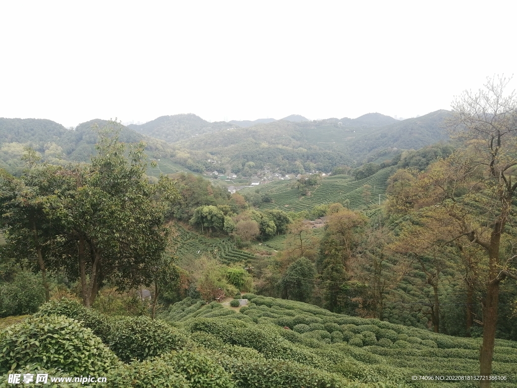 龙井茶山