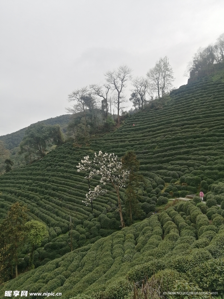 龙井茶山