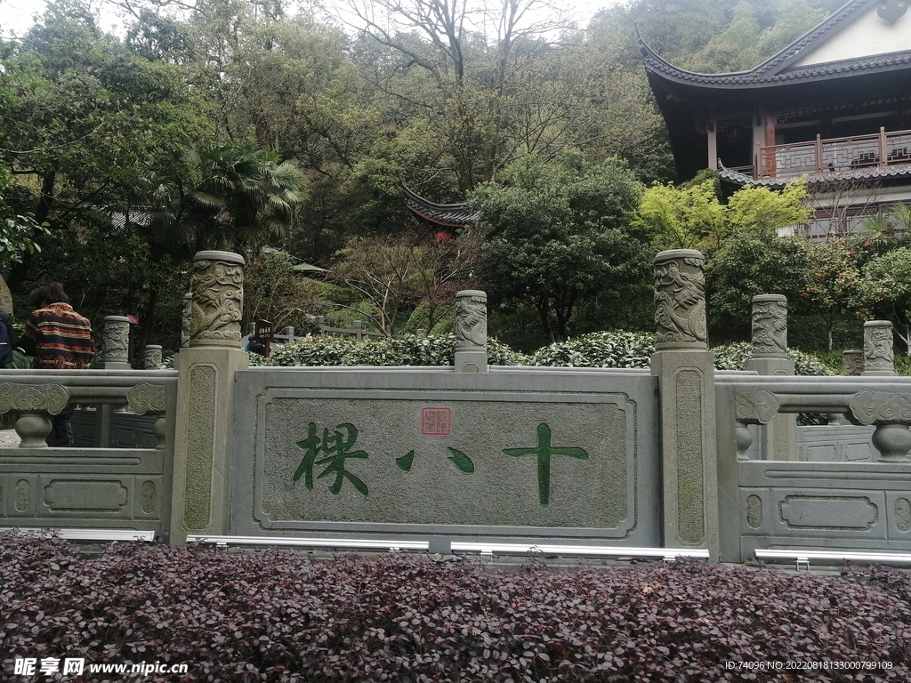 十八棵龙井茶