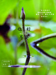 早安海报 