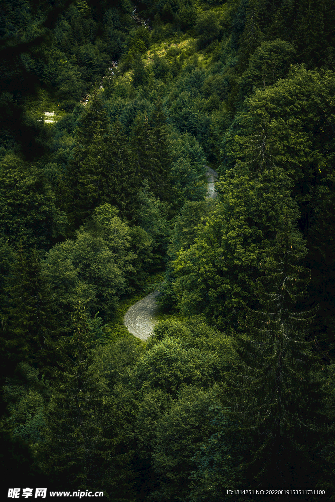 森林小路
