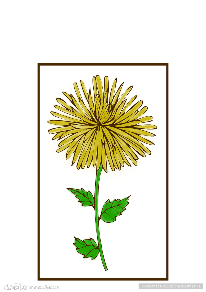 菊花