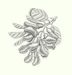 槐花 版画